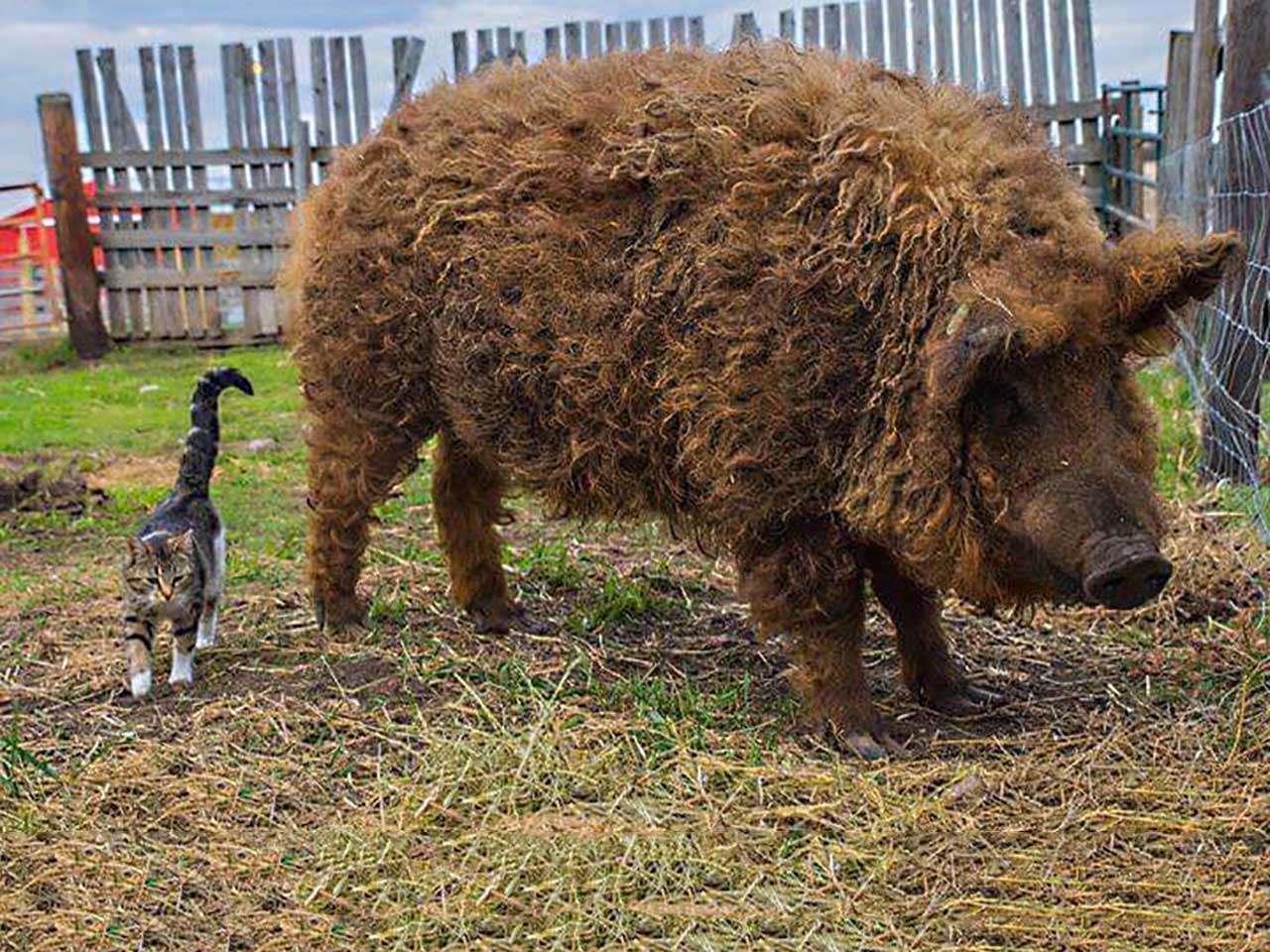 What Are Mangalitsa Pigs EH Farms